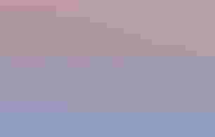 As the sunrise creates a gradient of oranges, blues, an purples four male Sharp-tailed Grouse spread their wings, low to the ground, as they try to impress a mate.