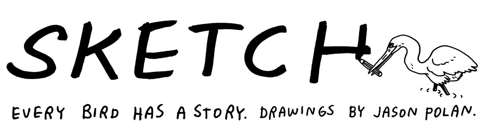 The Sketch: Drawings by Jason Polan Every bird has a story. Drawings by Jason Polan.